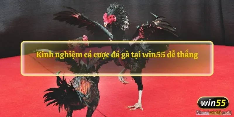 Kinh nghiệm cá cược đá gà tại win55 dễ thắng